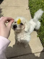 Nash, a male Poodle - Miniature  for sale in Hendersonville, TN – 4 of 10