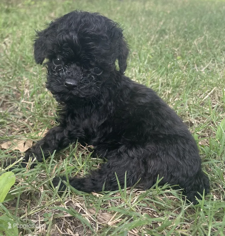 Akc onyx  – Poodle - Toy  puppy for sale in Warrenton, MO