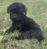 Akc onyx , a male Poodle - Toy  for sale in Warrenton, MO – 1 of 1