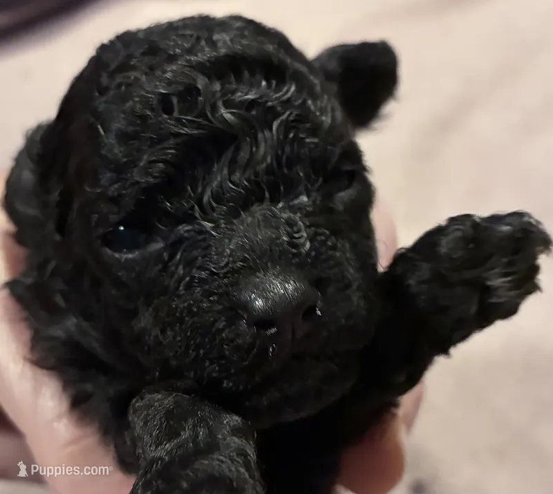 Puppy 2  – Poodle - Toy  puppy for sale in Hendersonville, TN