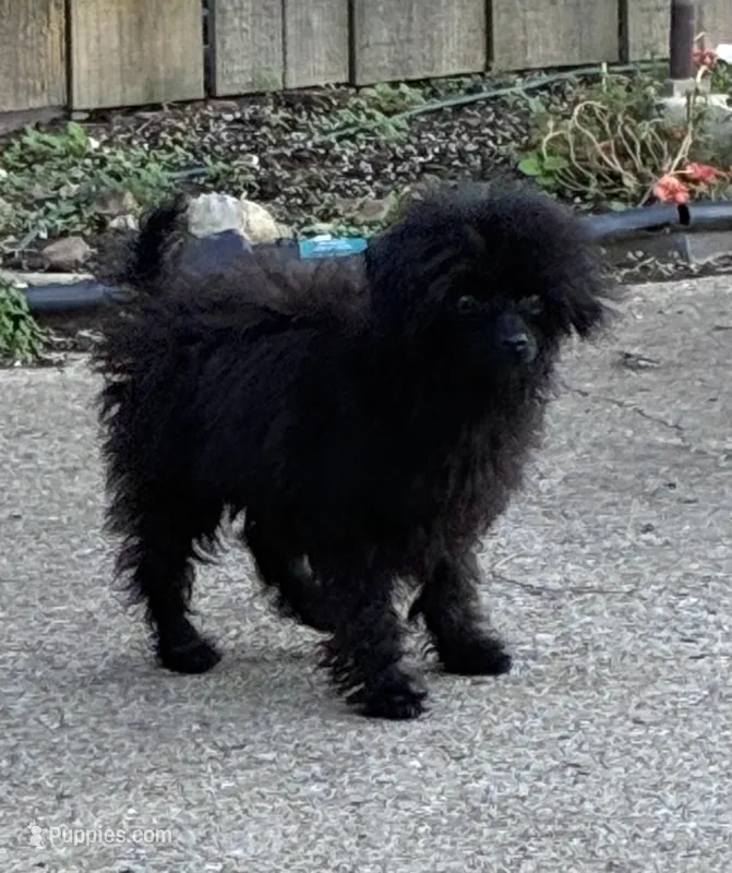 Codey  – Poodle - Toy  puppy for sale in Hendersonville, TN