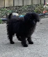 Codey , a male Poodle - Toy  for sale in Warrenton, MO – 1 of 8