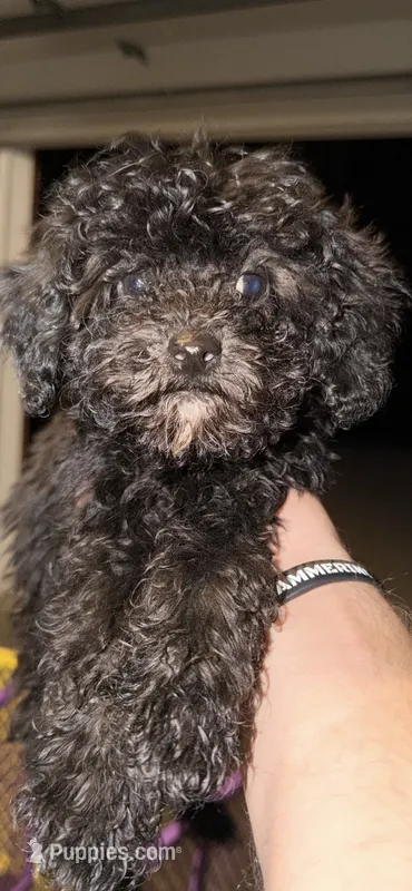 Akc coal – Poodle - Toy  puppy for sale in Hendersonville, TN