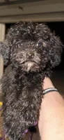 Akc coal, a male Poodle - Toy  for sale in Warrenton, MO – 1 of 1