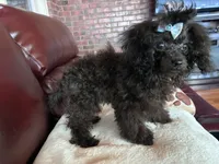 Raven, a female Poodle - Toy  for sale in Hendersonville, TN – 8 of 10