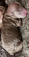 Puppy3, a female Poodle - Toy  for sale in Hendersonville, TN – 1 of 1