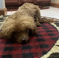 Pumpkin, a female Poodle - Toy  for sale in Hendersonville, TN – 3 of 3