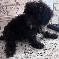 Akc onyx , a male Poodle - Toy  for sale in Hendersonville, TN – 2 of 4