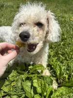 Nash, a male Poodle - Miniature  for sale in Hendersonville, TN – 10 of 10