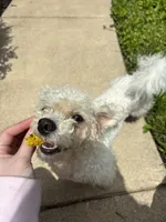 Nash, a male Poodle - Miniature  for sale in Hendersonville, TN – 3 of 10