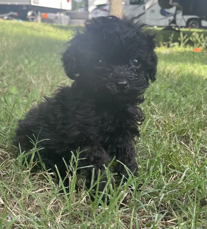 Akc coal – Poodle - Toy  puppy for sale in Warrenton, MO
