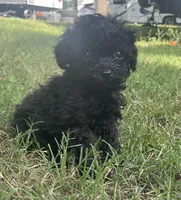 Akc coal, a male Poodle - Toy  for sale in Warrenton, MO – 1 of 1