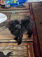 Codey , a male Poodle - Toy  for sale in Warrenton, MO – 5 of 8
