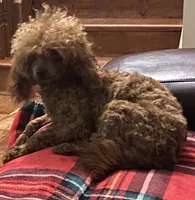 Pumpkin, a female Poodle - Toy  for sale in Warrenton, MO – Photo 1 of 2