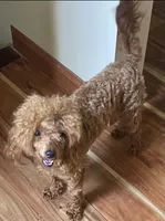 Pumpkin, a female Poodle - Toy  for sale in Warrenton, MO – Photo 2 of 2