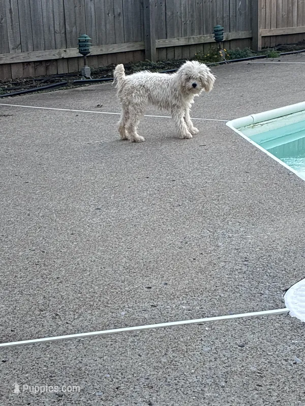 Vivian – Poodle - Miniature  puppy for sale in Warrenton, MO