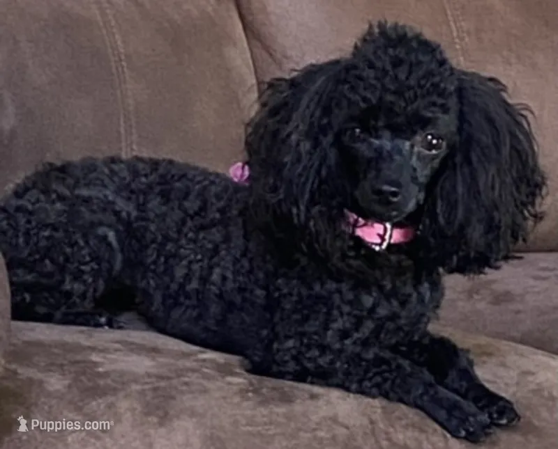 Puppies coming  – Poodle - Toy  puppy for sale in Warrenton, MO
