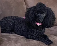 Puppies coming , a  Poodle - Toy  for sale in Warrenton, MO – 1 of 1