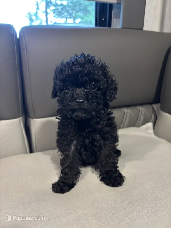 Akc raven  – Poodle - Toy  puppy for sale in Warrenton, MO