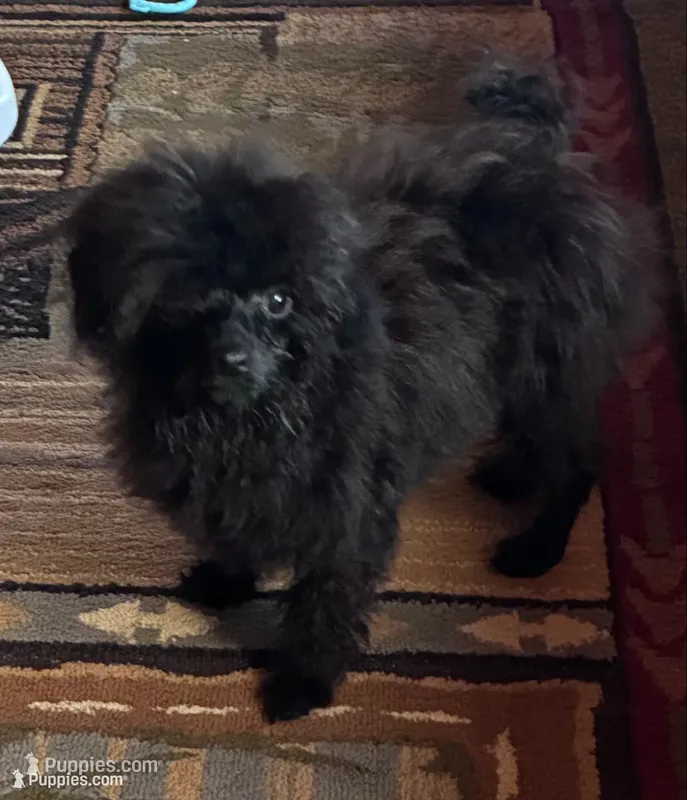 Codey  – Poodle - Toy  puppy for sale in Hendersonville, TN