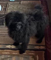 Codey , a male Poodle - Toy  for sale in Warrenton, MO – 2 of 8