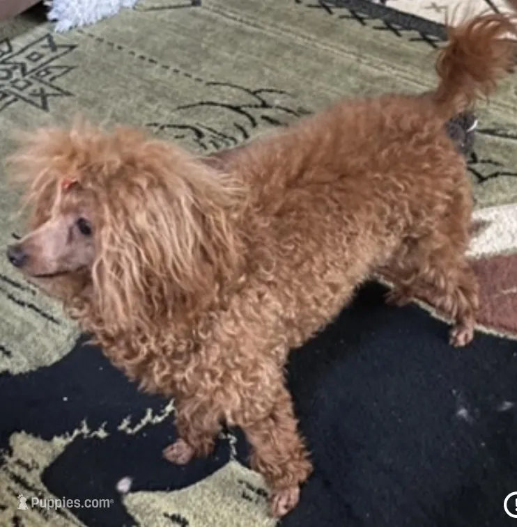 Pumpkin – Poodle - Toy  puppy for sale in Warrenton, MO
