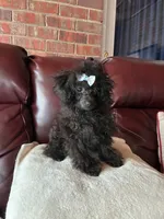Raven, a female Poodle - Toy  for sale in Hendersonville, TN – 5 of 10