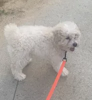 Vivian, a female Poodle - Miniature  for sale in Hendersonville, TN – 2 of 2