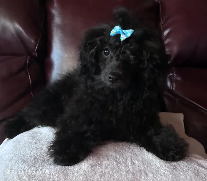 Minnie  – Poodle - Toy  puppy for sale in Hendersonville, TN
