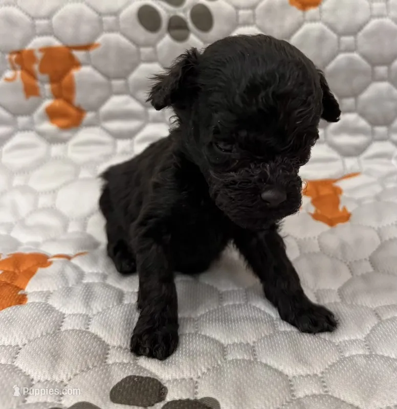 Akc calvin – Poodle - Toy  puppy for sale in Nashville, TN