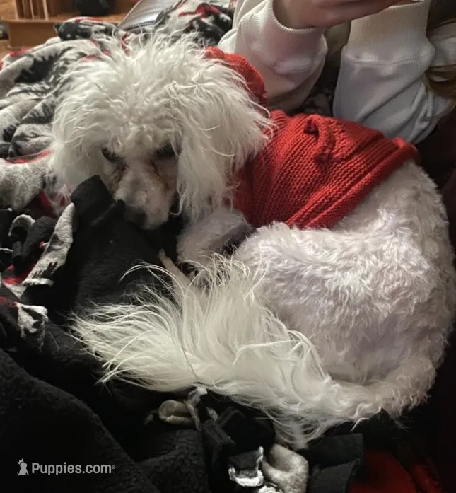 Nash – Poodle - Miniature  puppy for sale in Hendersonville, TN