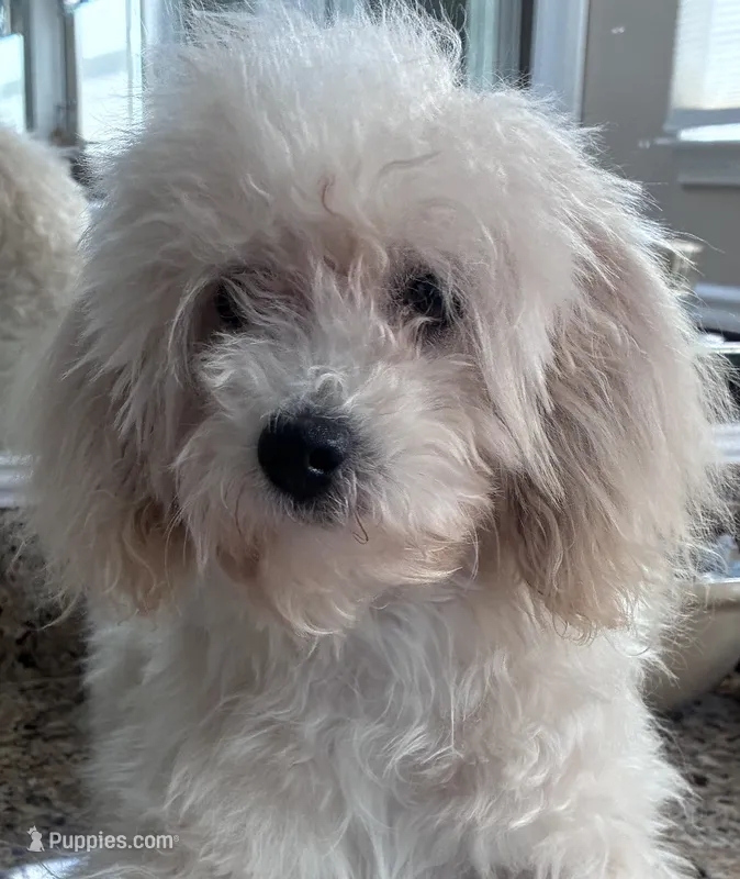 Vivian – Poodle - Miniature  puppy for sale in Warrenton, MO