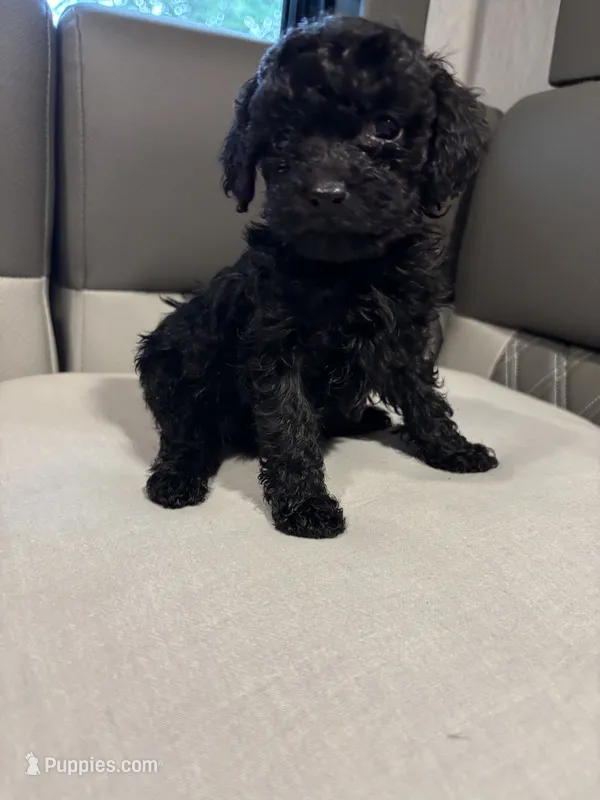 Akc keke – Poodle - Toy  puppy for sale in Warrenton, MO