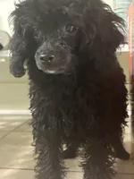  onyx , a male Poodle - Toy  for sale in Warrenton, MO – 3 of 6