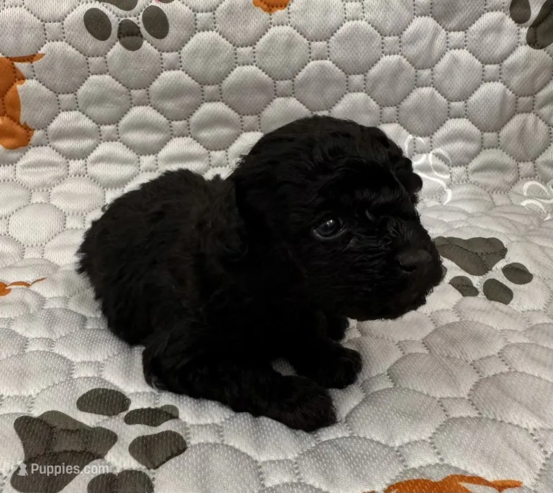 Akc keke – Poodle - Toy  puppy for sale in Nashville, TN