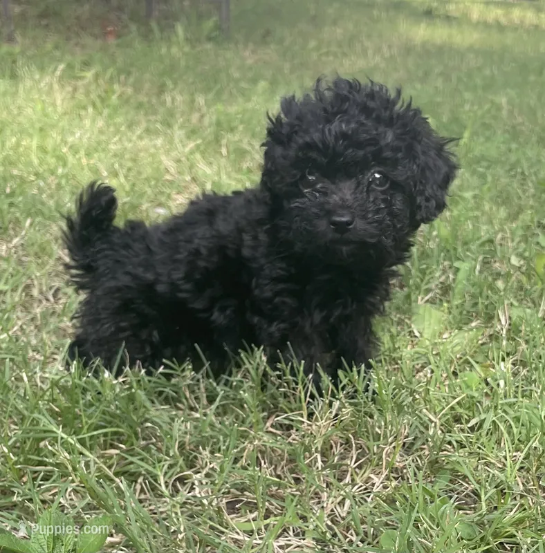 Akc raven  – Poodle - Toy  puppy for sale in Warrenton, MO