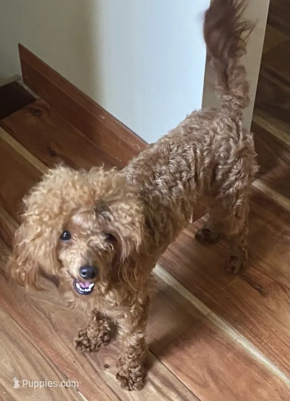 Pumpkin – Poodle - Toy  puppy for sale in Nashville, TN