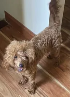 Pumpkin, a female Poodle - Toy  for sale in Nashville, TN – 1 of 2