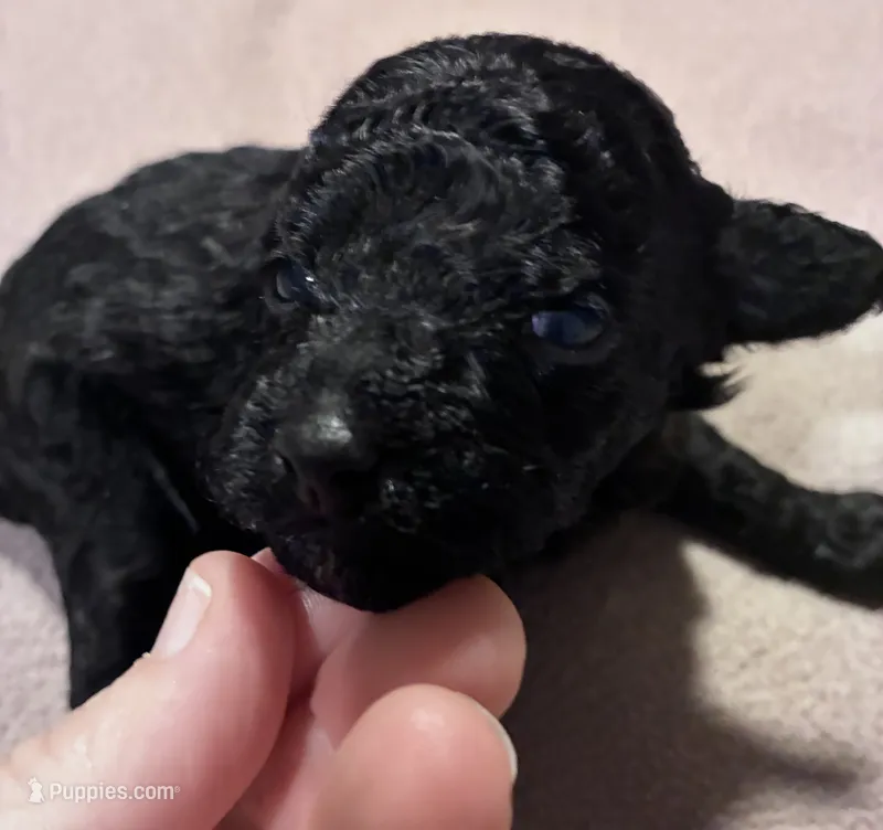 Puppy4 – Poodle - Toy  puppy for sale in Hendersonville, TN