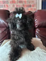 Raven, a female Poodle - Toy  for sale in Hendersonville, TN – 7 of 10
