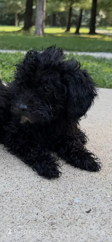 Akc coal – Poodle - Toy  puppy for sale in Warrenton, MO