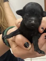 Puppy2, a female Poodle - Toy  for sale in Warrenton, MO – 1 of 1