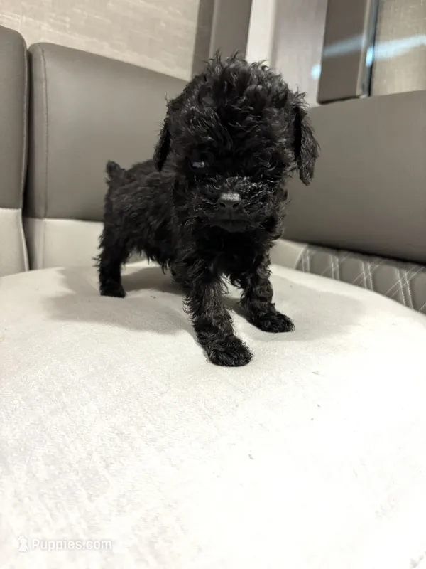 Akc calvin – Poodle - Toy  puppy for sale in Warrenton, MO