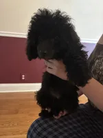 Keke, a female Poodle - Toy  for sale in Hendersonville, TN – 4 of 5