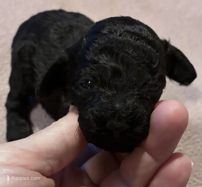 Puppy 1 – Poodle - Toy  puppy for sale in Hendersonville, TN