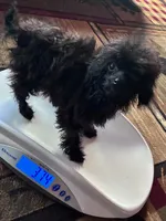 Codey , a male Poodle - Toy  for sale in Warrenton, MO – 6 of 8