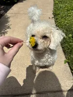 Nash, a male Poodle - Miniature  for sale in Hendersonville, TN – 6 of 10