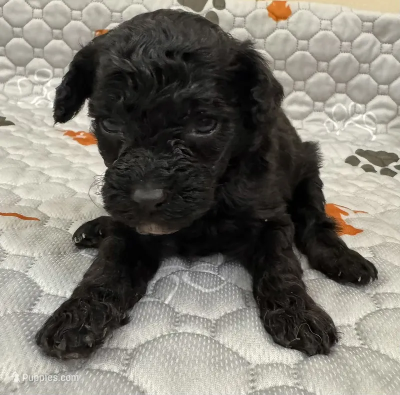 Akc onyx  – Poodle - Toy  puppy for sale in Nashville, TN