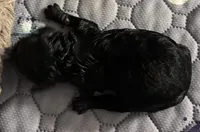 Puppy 2 , a female Poodle - Toy  for sale in Hendersonville, TN – 1 of 1