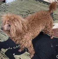 Pumpkin, a female Poodle - Toy  for sale in Warrenton, MO – Photo 3 of 3